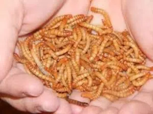 دود قبابي للبيع