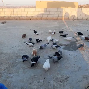 ‏حمام‏0