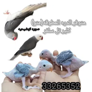 فروخ الدره المطوقه كلير سلفر