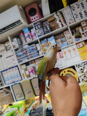 جرين شك أليف