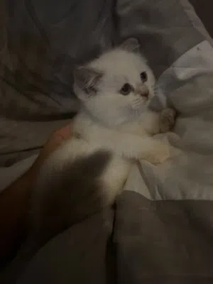 Scottish fold straight mix