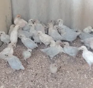 chicken Salle