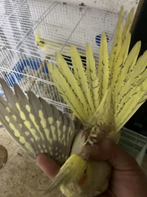 جوز كوكتيل اقرا الوصف