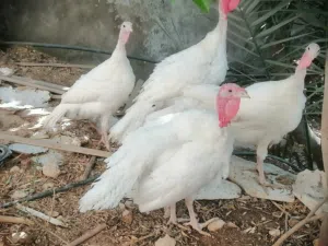 حبش 5 اشهر ونص