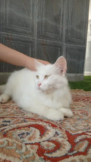 قطه اليفه انثى
