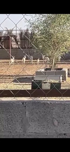 غزلان الريم