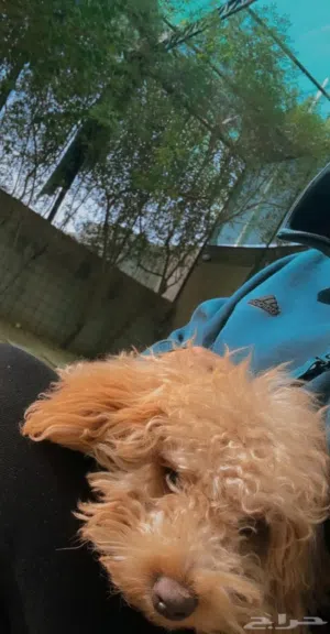 بودل ذكر لعوب ومسلي pen