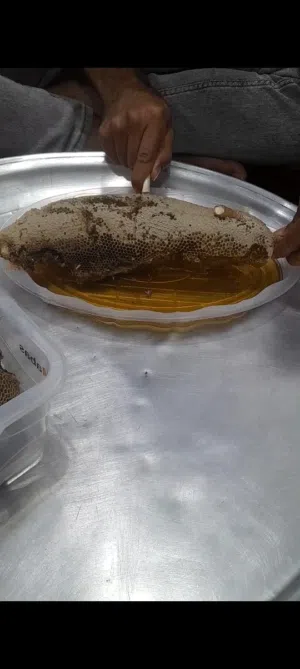 عسل سدر و سمر اصلی طبیعی