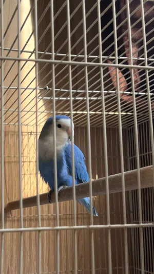 ذكر روز للبيع العمر من سنه إلى اربع شهور تقريبا