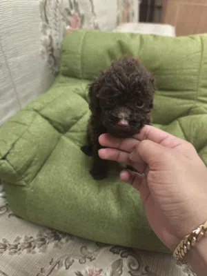 rare toy poodle choco
