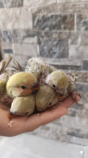 للبيع زوج لافبيرد