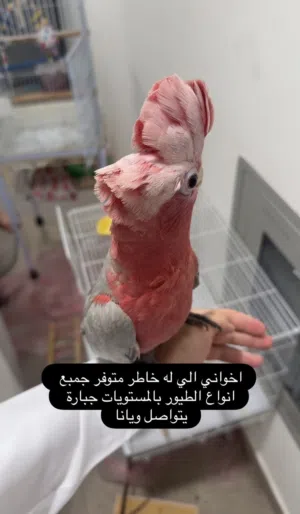 كوكاتو قالا اليف