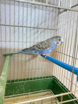 يعطيكم العافيه... موجود عصفور حب ( ذكر) للبيع مع قفصه بسعر 7 دنانير موجود بالزرقاء الجديدة