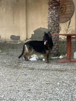 جيرمن انثى شو لاين لونج هير مستوى ممتاز وجميل