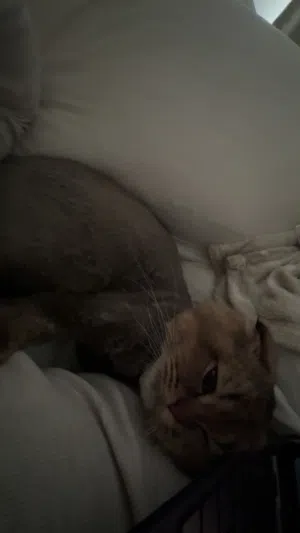 Cat put ur price and take
