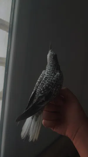 ببغاء كوكتيل وايت فيس اليف ( الوصف مهم )