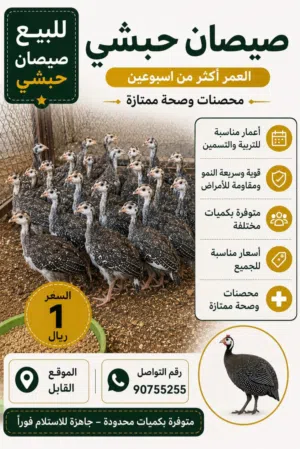 للبيع صيصان حبشي ( كانجا )