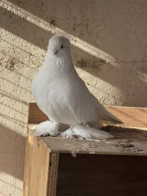 انثى بحريني صفاقي مستوى طيب