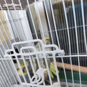 كوكتيل تحته بيض و ذكر روز معه بيض طيرته ماتت جديد وحبة روز لحالها للبيع كوم كامل التفاصيل بالوصف