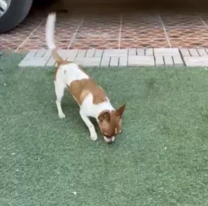 Smart Chihuahua boy dog 1 year
