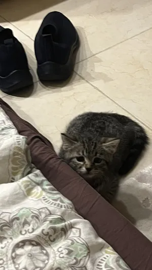 ‏أخرى‏4