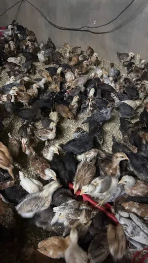 صيصان بلدي العمر 27