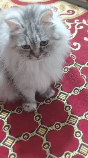 للتبني قطه نصيه