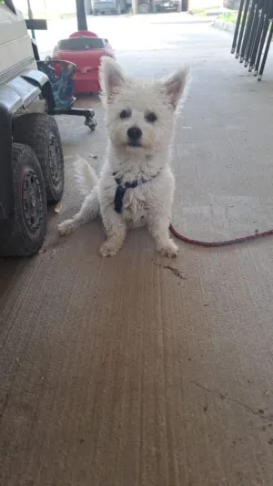 Dog maltese