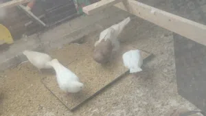 حمام تربيه