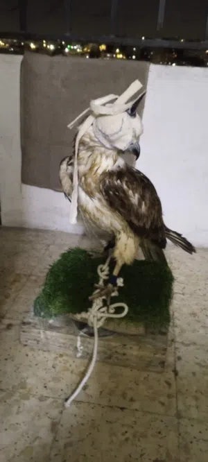 طير جارح مدرب جاهز اقرا الوصف