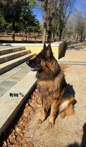 ذكر جرمن شو لاين الحجم كبير جدا للتزاوج فقط