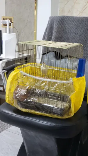 عصفور كنار فحل جاهز ما شاء الله عليه