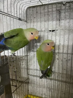 جواز حب  جواز كنار جواز روز ذكور كنار أسعار مناسبه لا جميع  عصفير صحه ونظافه