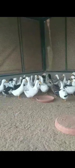 للبيع بط محلي العمر 6 شهور بالجمله