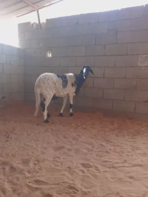 نعجة  عشرا