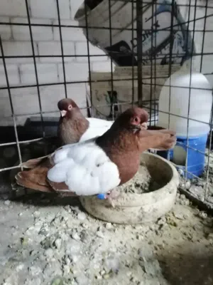 جوزين حمام للبيع