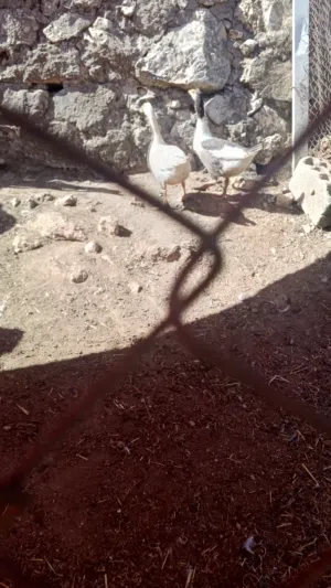جوز وز البيع بسعر حرق