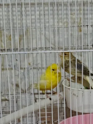 زوج كناري مال بيت