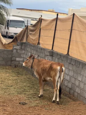 بقرة عمرها سنتين للبيع