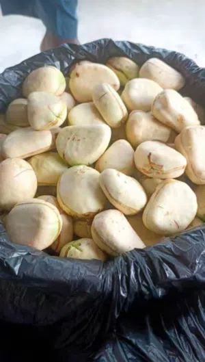 ثمار الكولا القيرو
