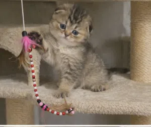 Scottish fold male registered & imported father from Russia