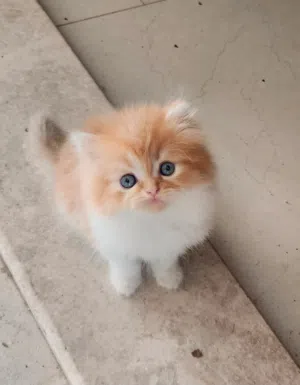 قطط شيرازيات بيور  pure Persian kittens