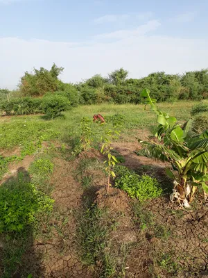 Farm . Yearly . 3 feddan1