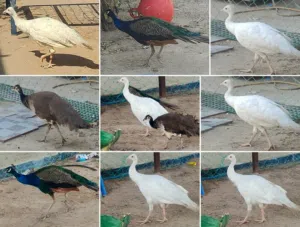 طاوس ذكر واحد و انثى اثنين للبيع مجموعة فاخرة من الطواويس (طاووس هندي وطاووس أبيض ناصع)، طيور نظيفة،