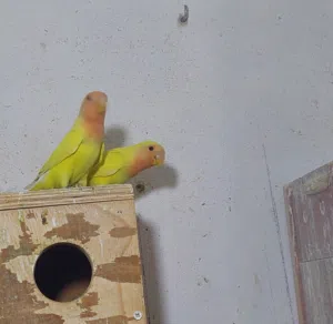 جوز روز وجه اورنج لون صافي وباول خيرو