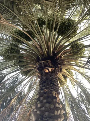طناء نخيل نغال
