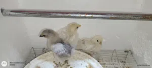 3pc fancy mix chicks for sale