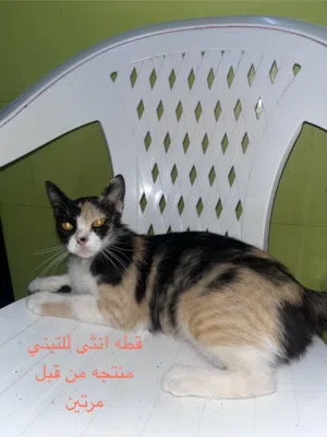 قطط (للتبني) اقراء الوصف
