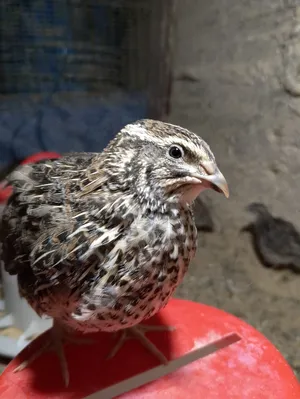 ‏دجاج‏2