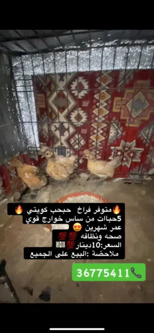 للبيع حبحب كويتي